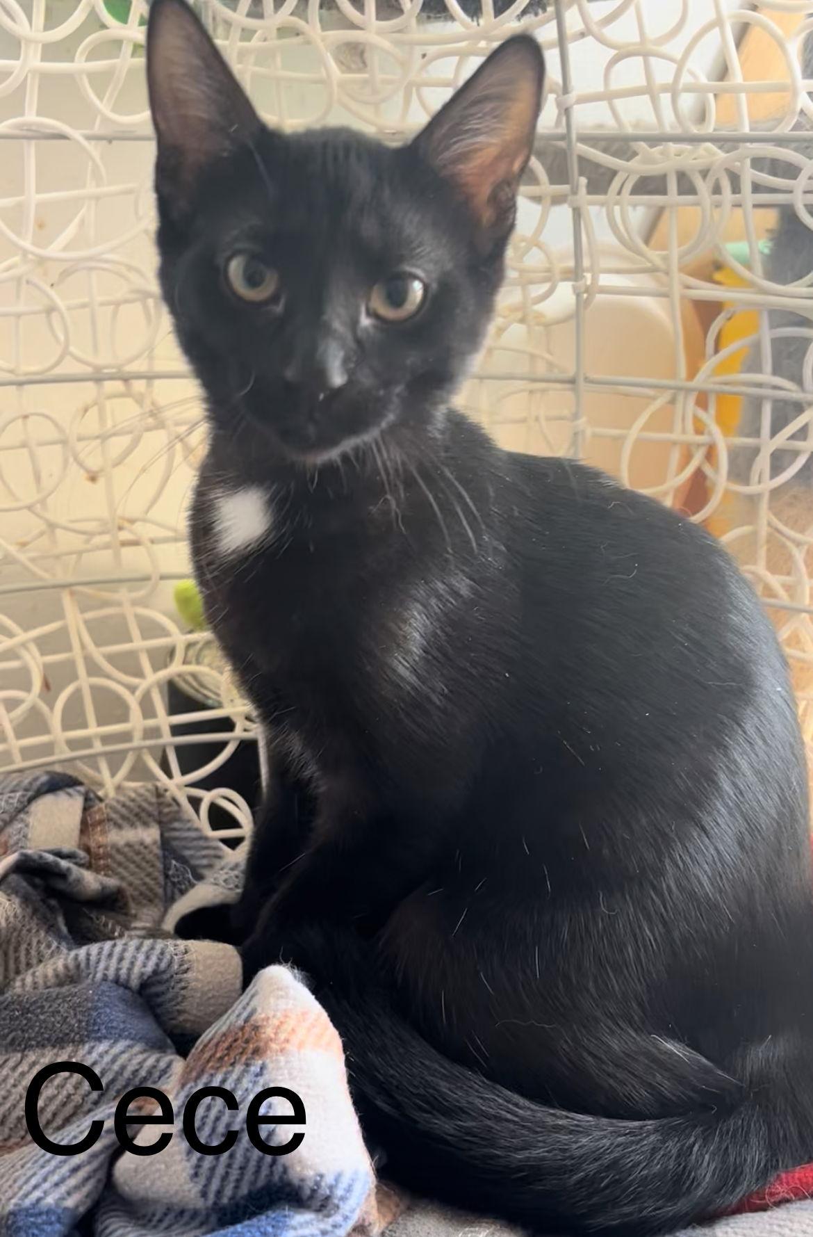 Enlarge Cece, a Adoptable Domestic Short Hair in Winter Garden, FL image 1/2