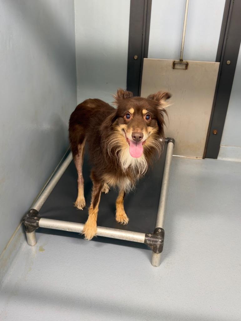 Nuggz, Adoptable, Young Male Australian Shepherd.