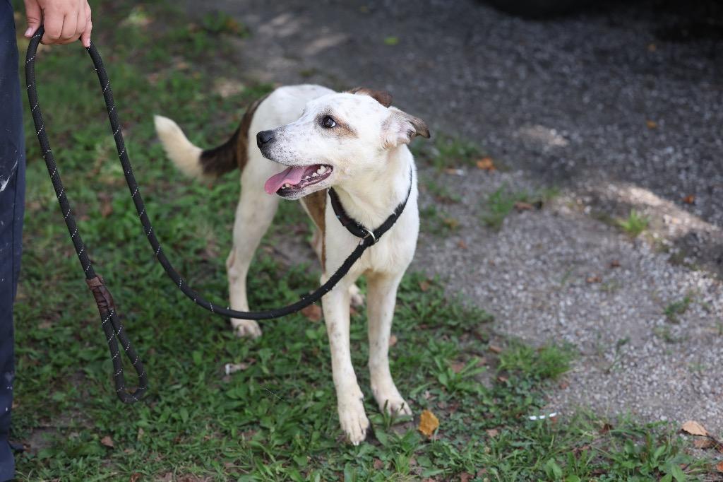 Zee, Adoptable, Young Female Mixed Breed.