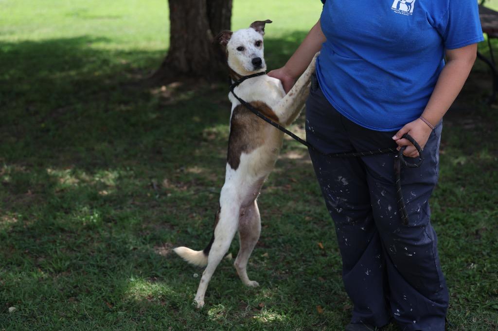 Enlarge Zee, a Adoptable mixed breed in Dyersburg, TN image 4/6