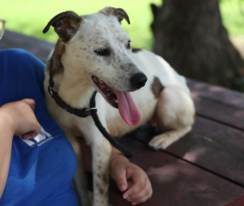 Enlarge Zee, a Adoptable mixed breed in Dyersburg, TN image 5/6