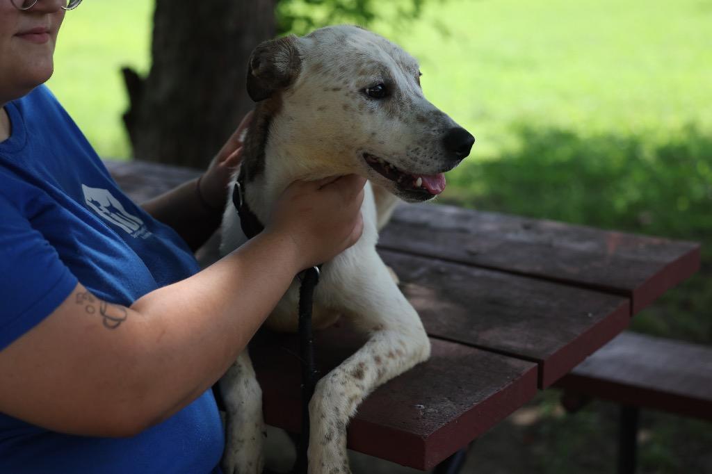 Enlarge Zee, a Adoptable mixed breed in Dyersburg, TN image 6/6