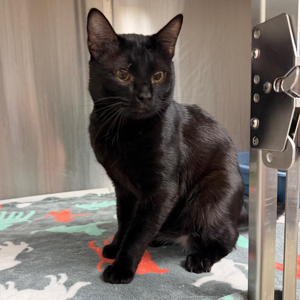 Joe Seanoa, Adoptable, Young Male Domestic Short Hair.