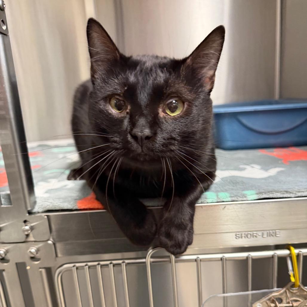 Enlarge Joe Seanoa, a Adoptable Domestic Short Hair in Bryan, TX image 2/2