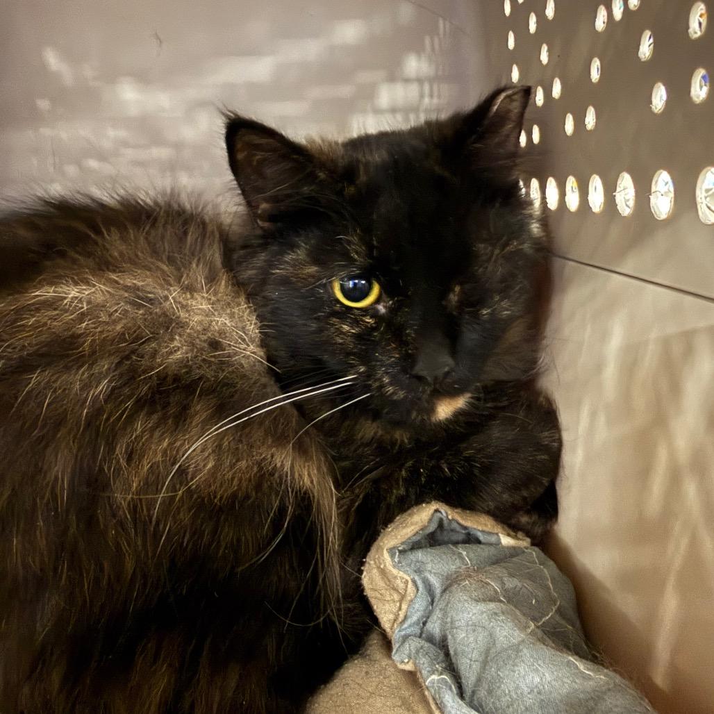 Enlarge Bus Stop, a Adoptable Domestic Medium Hair in East Smithfield , PA image 1/6