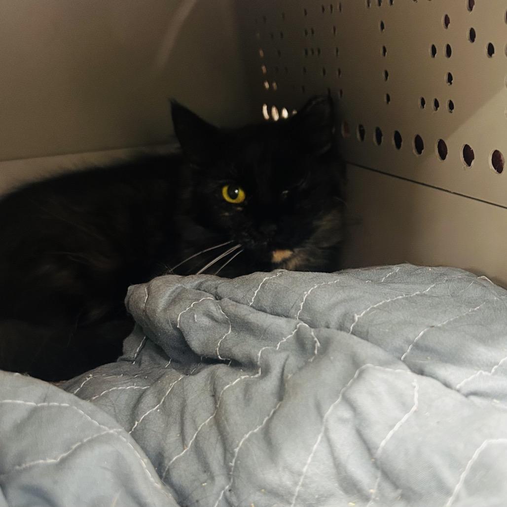 Enlarge Bus Stop, a Adoptable Domestic Medium Hair in East Smithfield , PA image 2/6