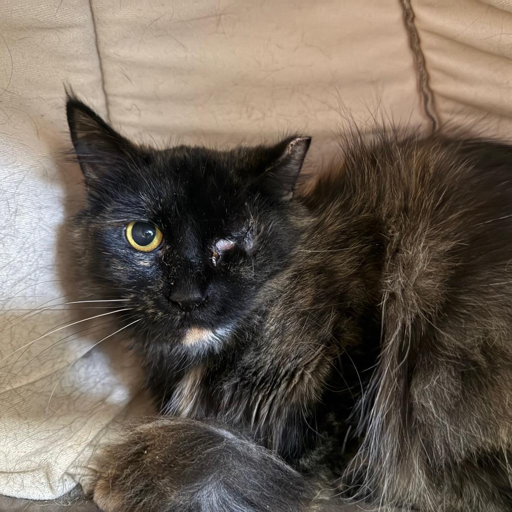 Enlarge Bus Stop, a Adoptable Domestic Medium Hair in East Smithfield , PA image 3/6