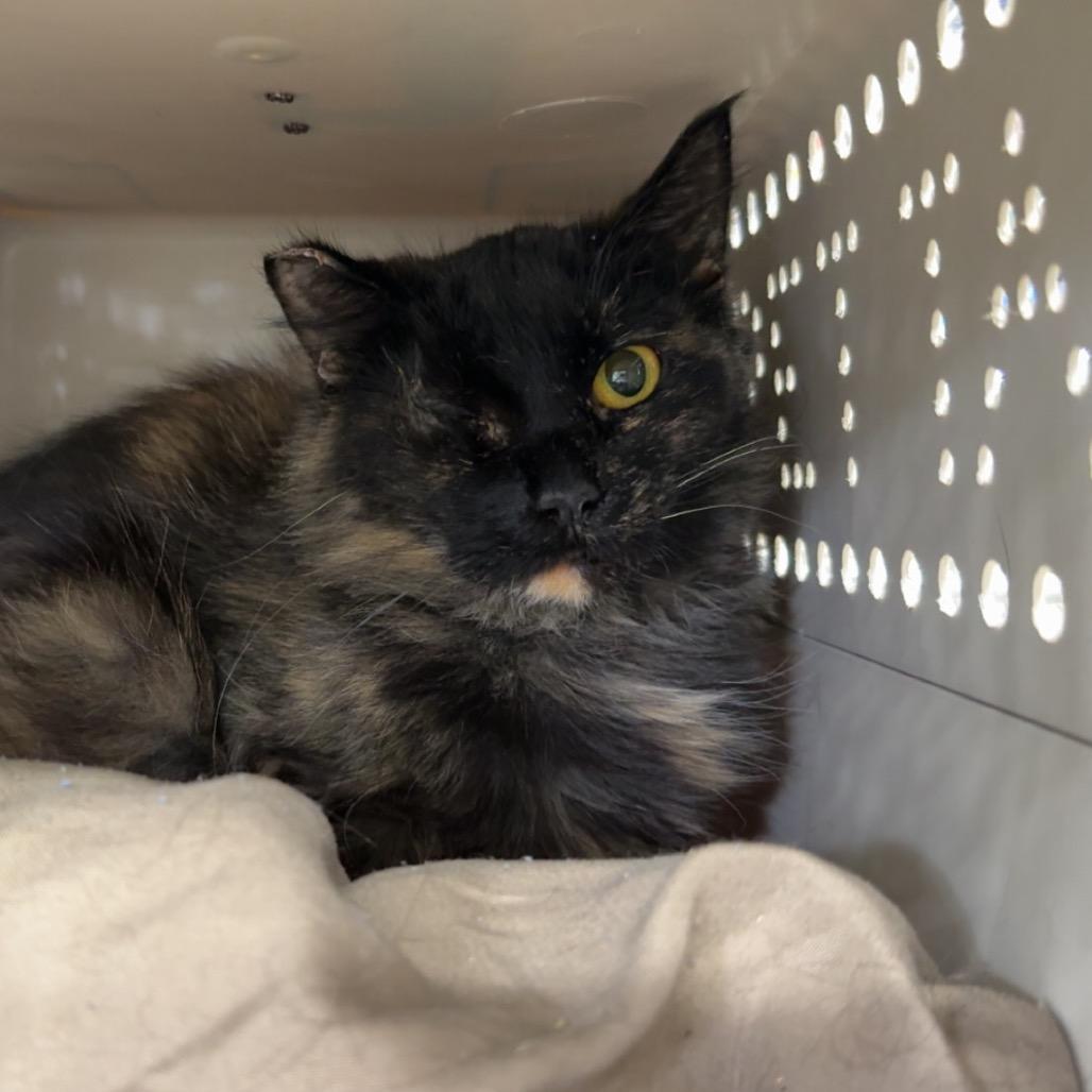 Enlarge Bus Stop, a Adoptable Domestic Medium Hair in East Smithfield , PA image 4/6