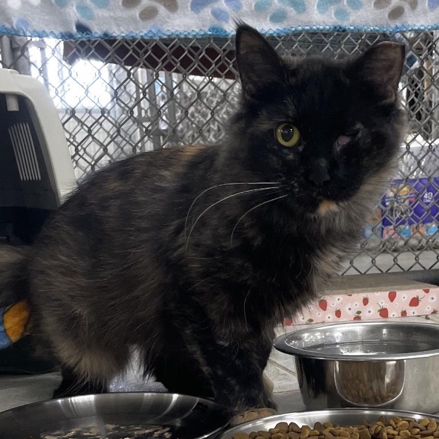 Enlarge Bus Stop, a Adoptable Domestic Medium Hair in East Smithfield , PA image 5/6