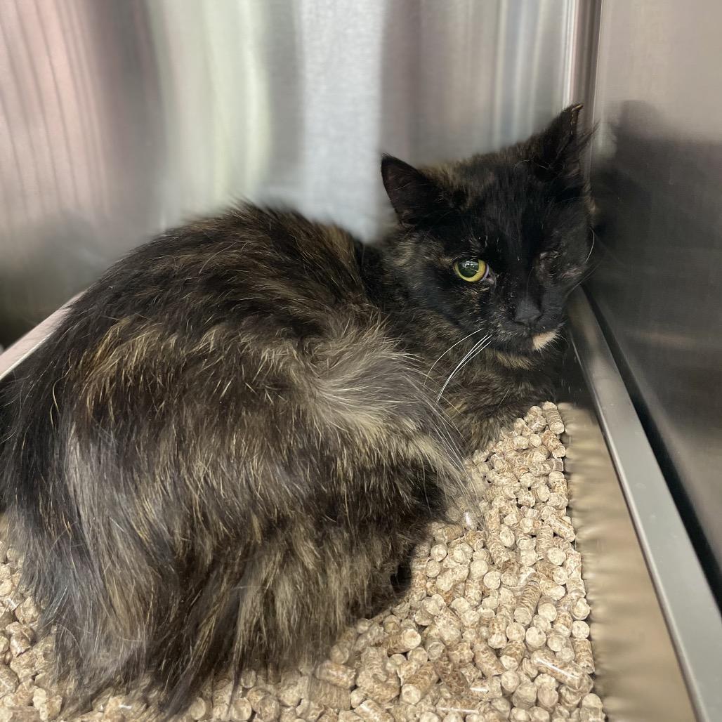 Enlarge Bus Stop, a Adoptable Domestic Medium Hair in East Smithfield , PA image 6/6