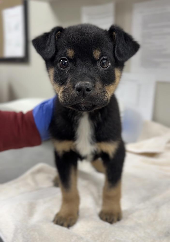 Barney, Adoptable, Puppy Male Mixed Breed.