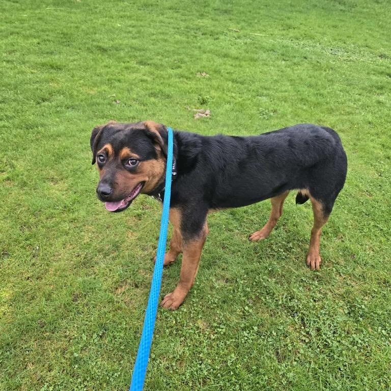 Enlarge Raine, a Adoptable Rottweiler in Bellevue, WA image 5/6