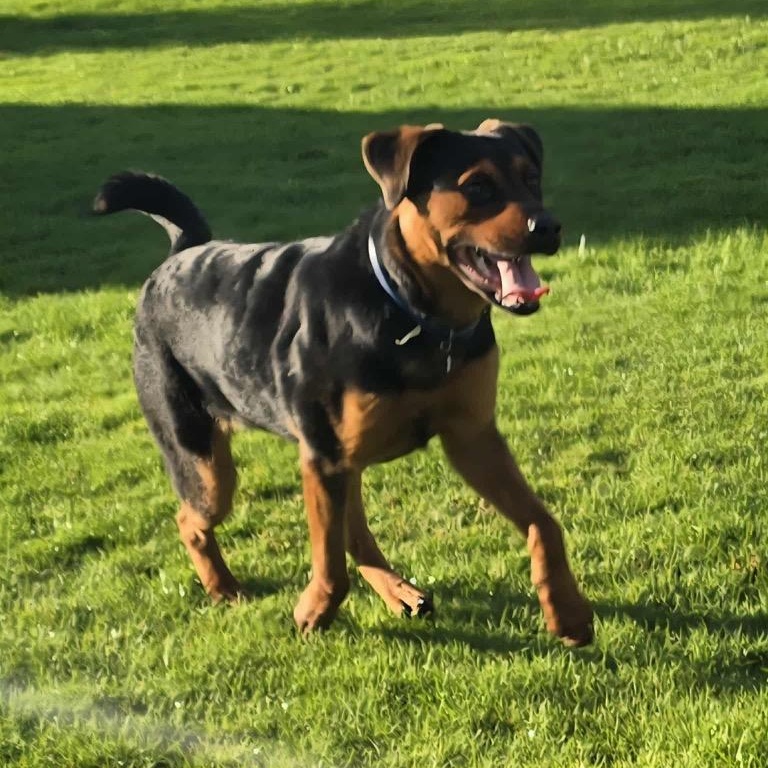 Enlarge Raine, a Adoptable Rottweiler in Bellevue, WA image 2/6
