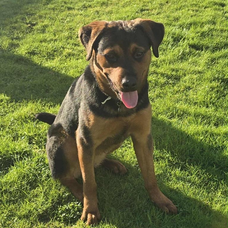 Enlarge Raine, a Adoptable Rottweiler in Bellevue, WA image 1/6