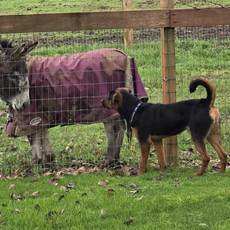 Enlarge Raine, a Adoptable Rottweiler in Bellevue, WA image 3/6
