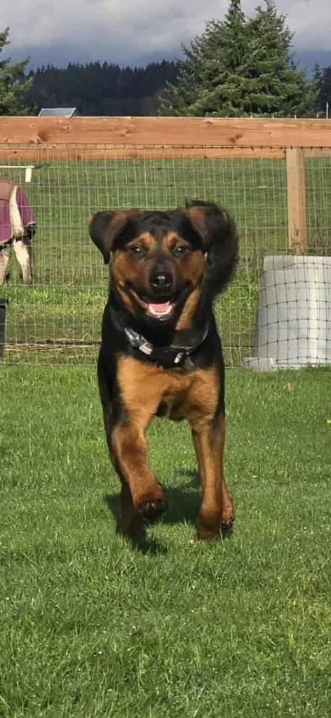 Enlarge Raine, a Adoptable Rottweiler in Bellevue, WA image 4/6