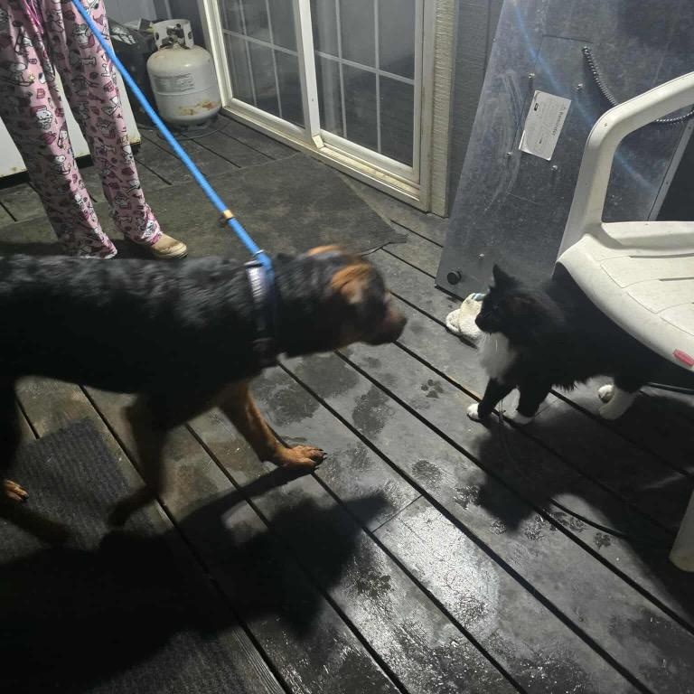 Enlarge Raine, a Adoptable Rottweiler in Bellevue, WA image 6/6