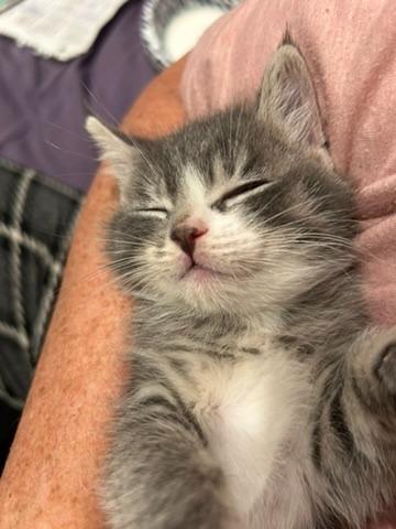 Paw Paw, a Adoptable mixed breed in Grand Rapids, MN image 1/6