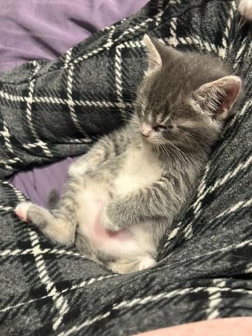 Paw Paw, a Adoptable mixed breed in Grand Rapids, MN image 2/6