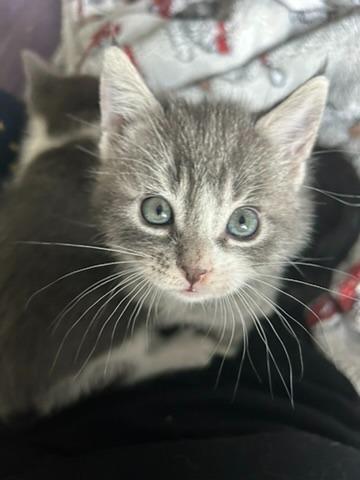 Paw Paw, a Adoptable mixed breed in Grand Rapids, MN image 3/6