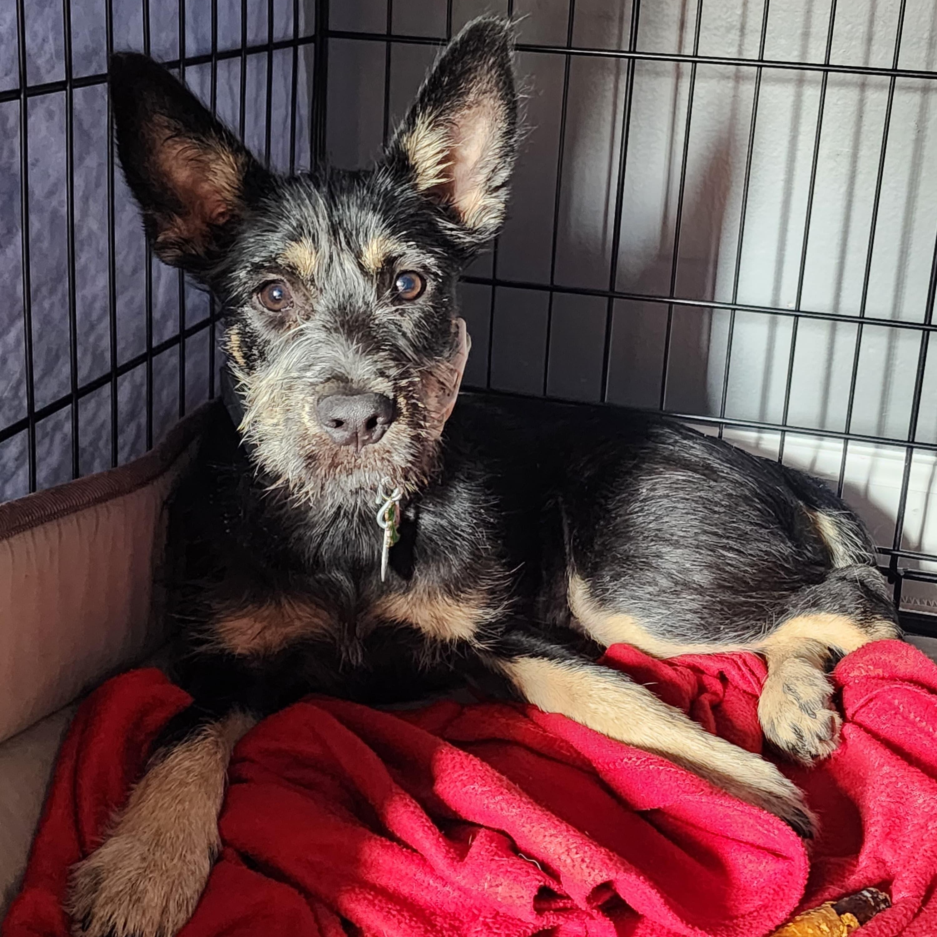 KENOBI, an adoptable mixed breed in Columbia, MD image 4/6