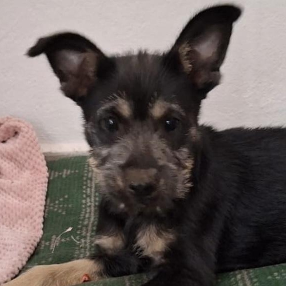 Kenobi  Litter Featured thumbnail 2