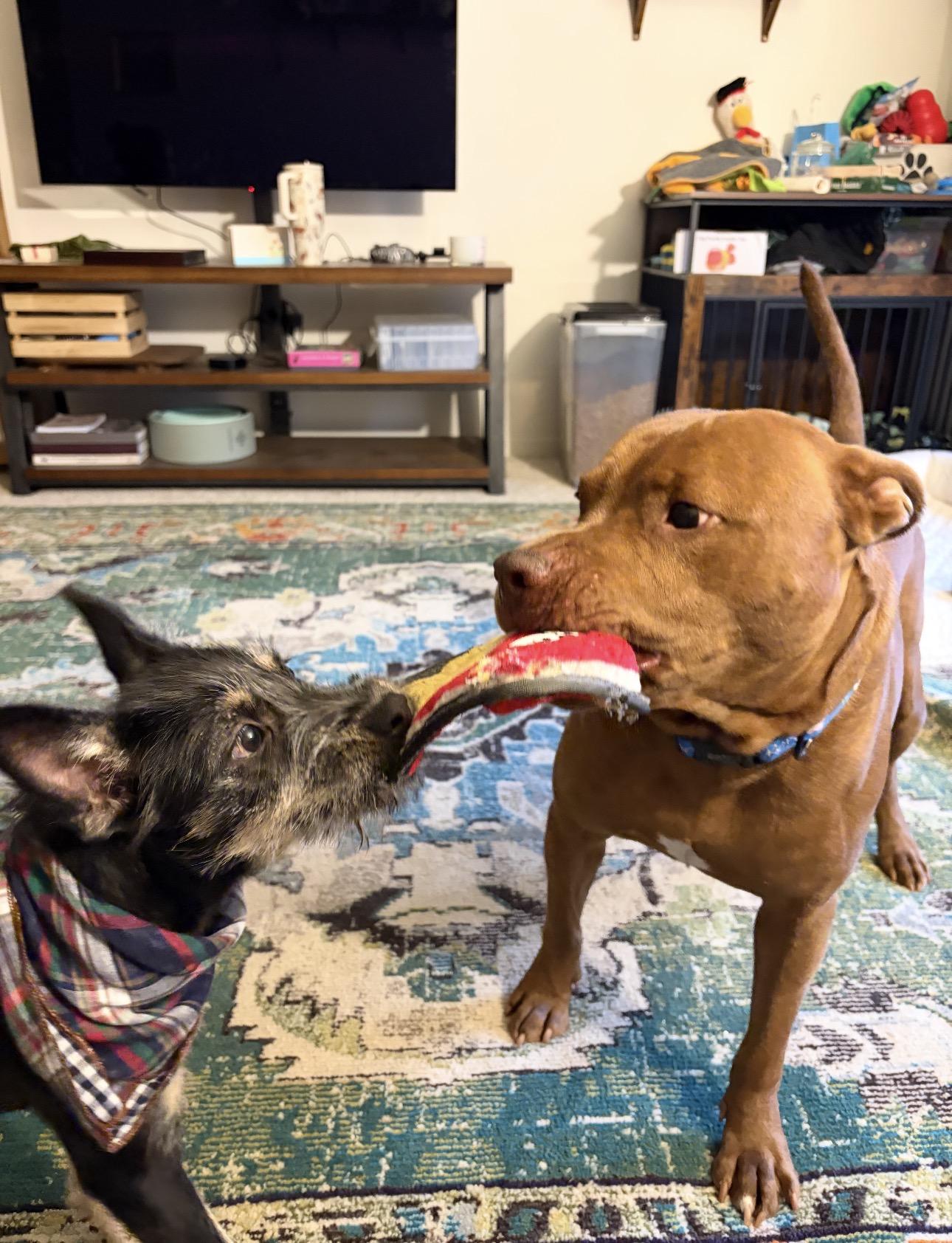 KENOBI, an adoptable mixed breed in Columbia, MD image 5/6