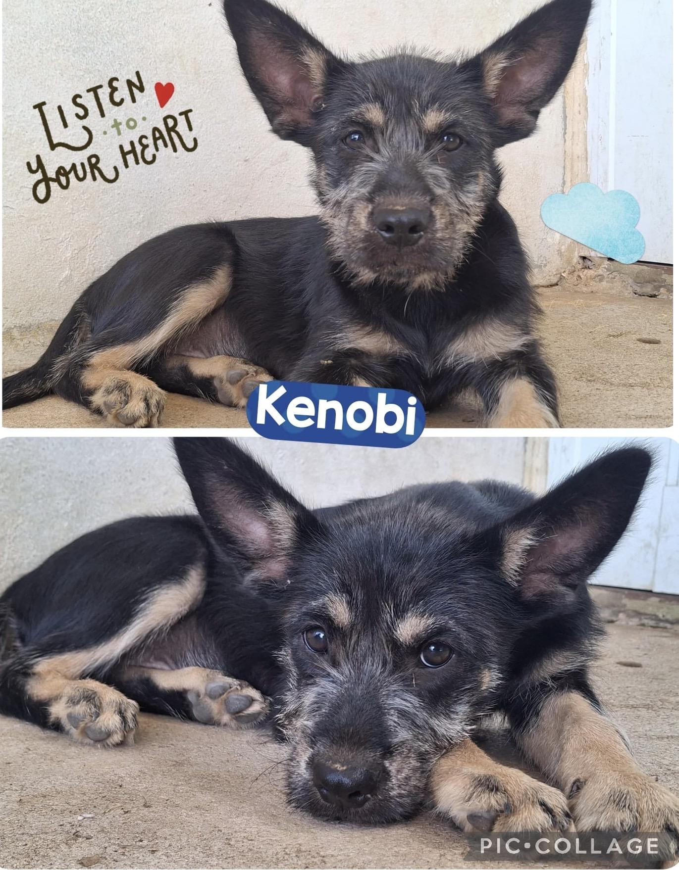 Kenobi  Litter Featured thumbnail 5