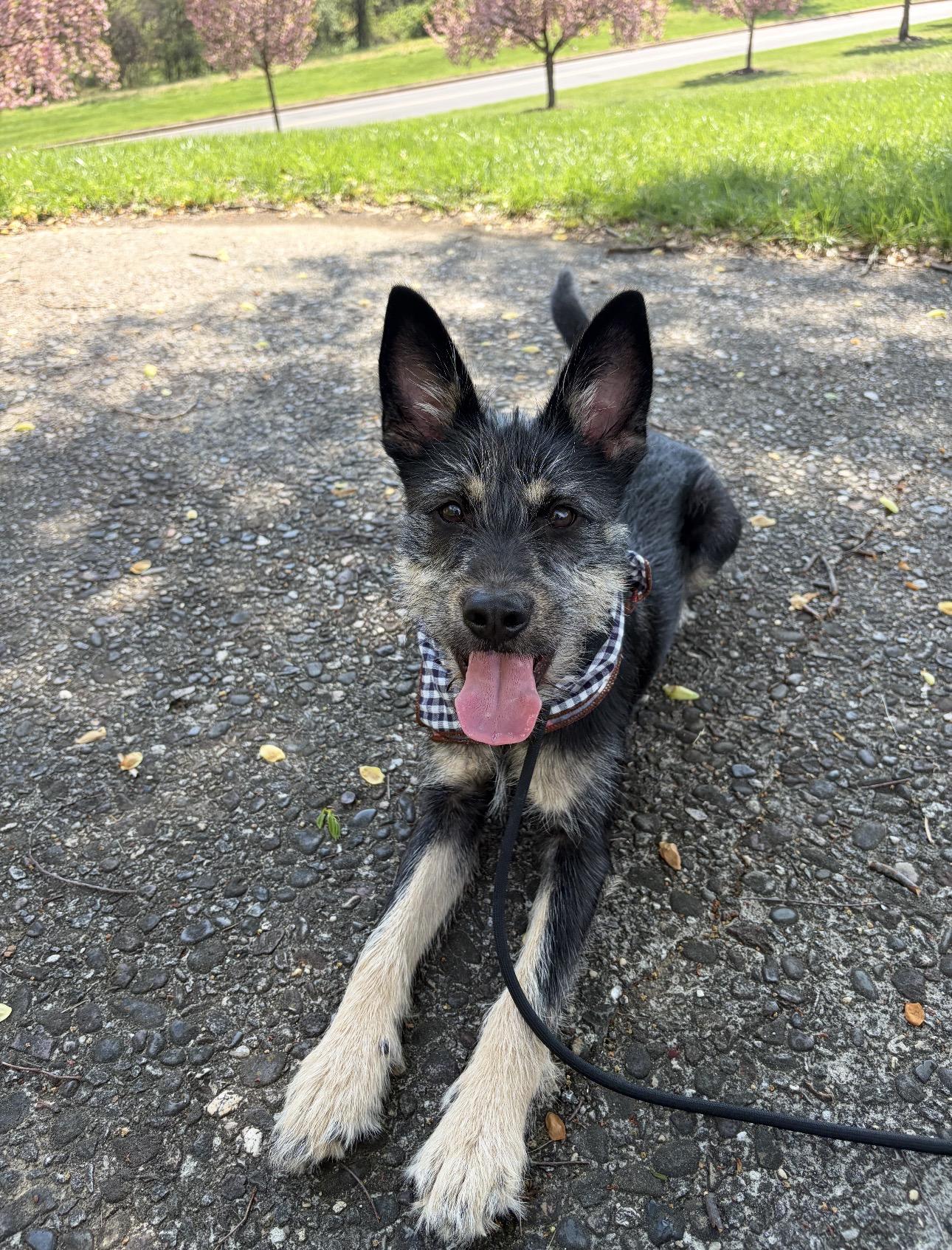KENOBI, an adoptable mixed breed in Columbia, MD image 2/6