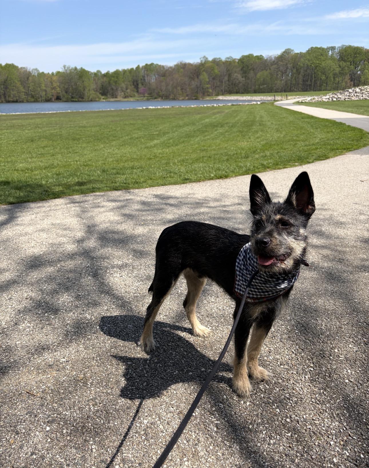 KENOBI, an adoptable mixed breed in Columbia, MD image 3/6