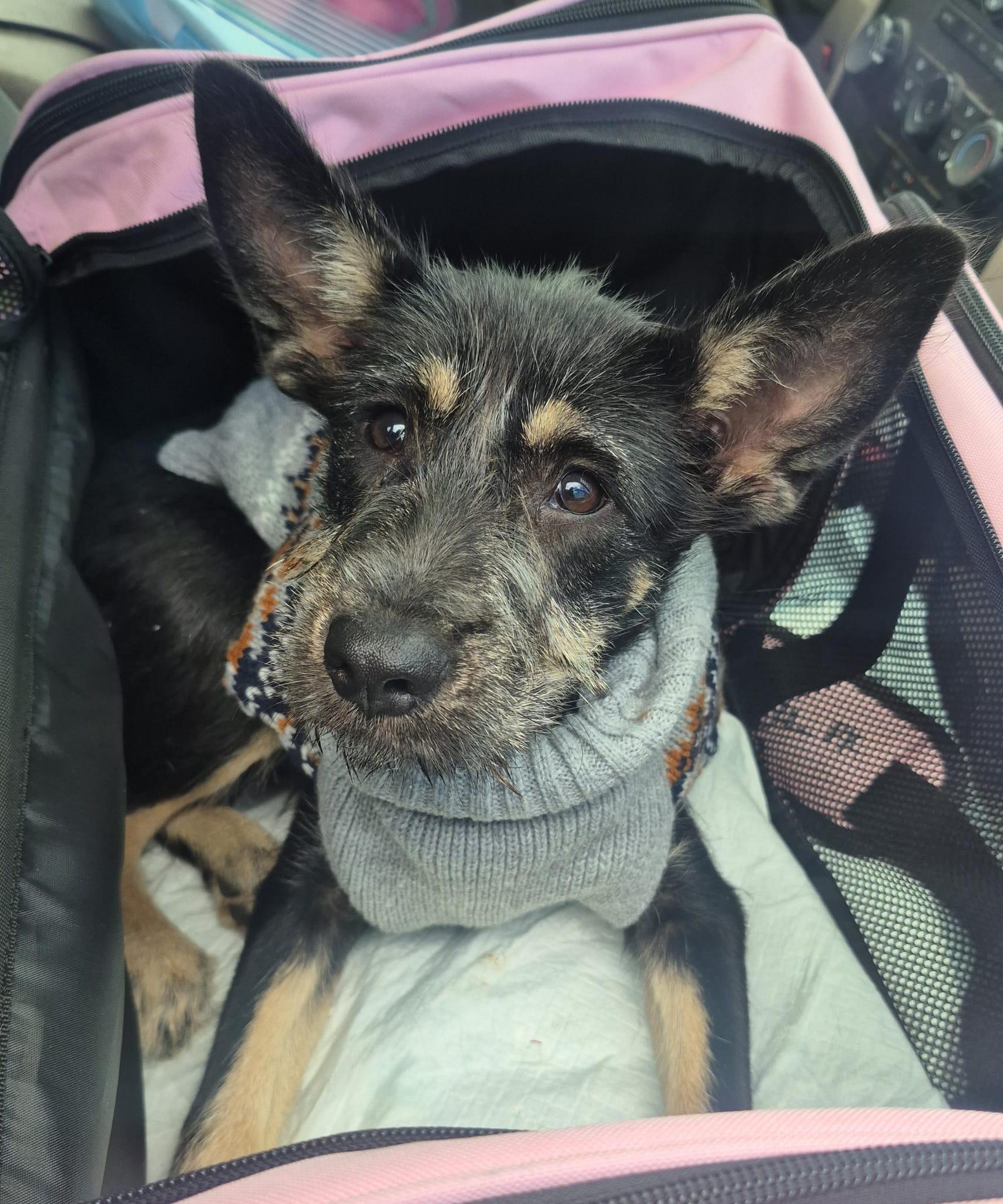 Kenobi  Litter Featured