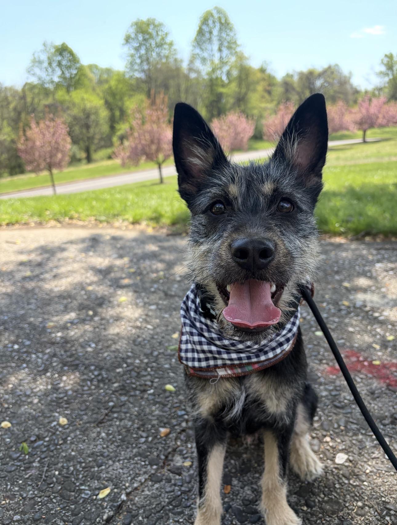 KENOBI, an adoptable mixed breed in Columbia, MD image 1/6