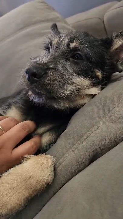 Enlarge KENOBI, an adoptable mixed breed in Columbia, MD video 6/6