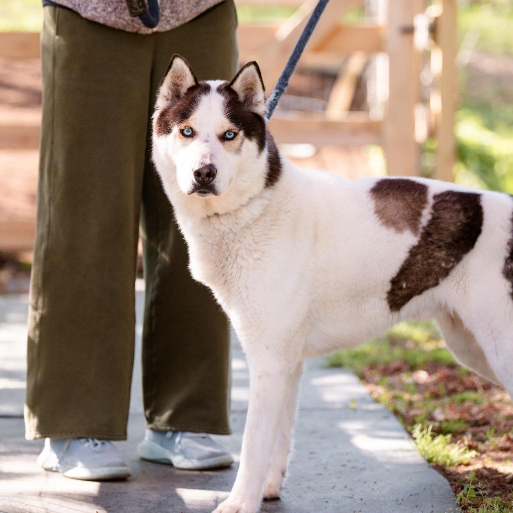 Phantom , a Adoptable Husky in Chester Springs, PA image 4/5