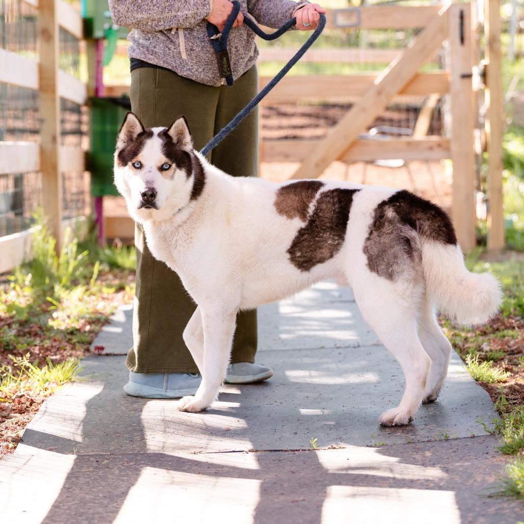 Phantom , Adoptable, Adult Male Husky.