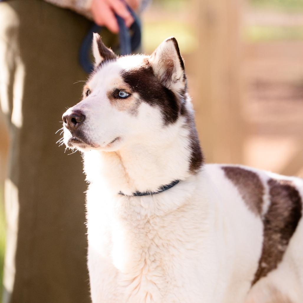 Phantom , a Adoptable Husky in Chester Springs, PA image 5/5