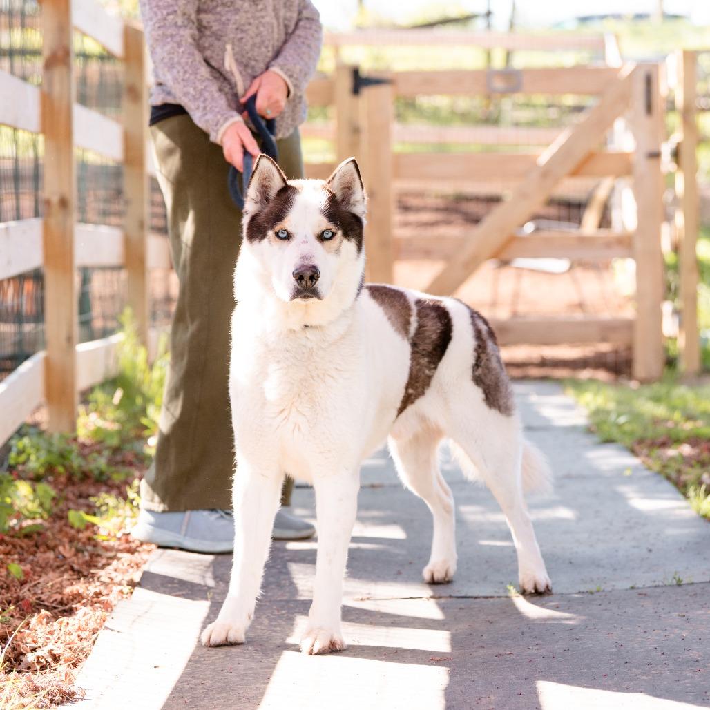 Phantom , a Adoptable Husky in Chester Springs, PA image 3/5