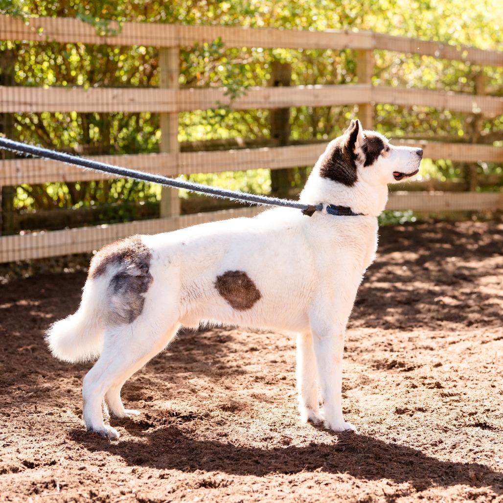 Phantom , a Adoptable Husky in Chester Springs, PA image 2/5