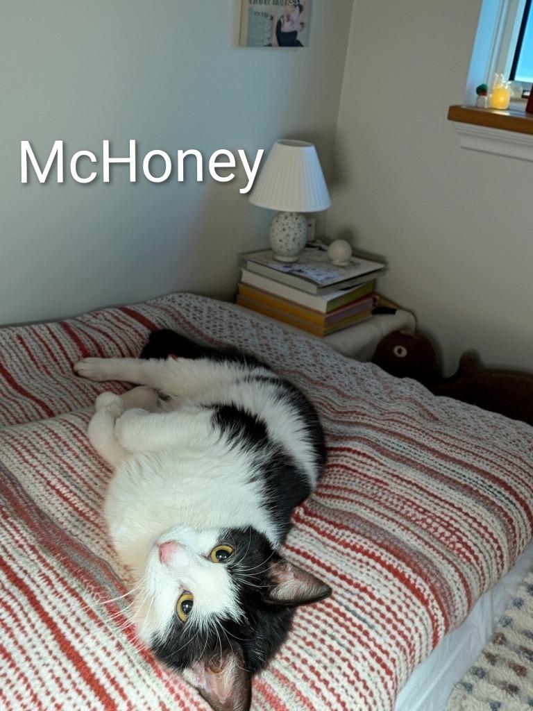 Enlarge McHoney, a Adoptable mixed breed in Jim Thorpe, PA image 1/1