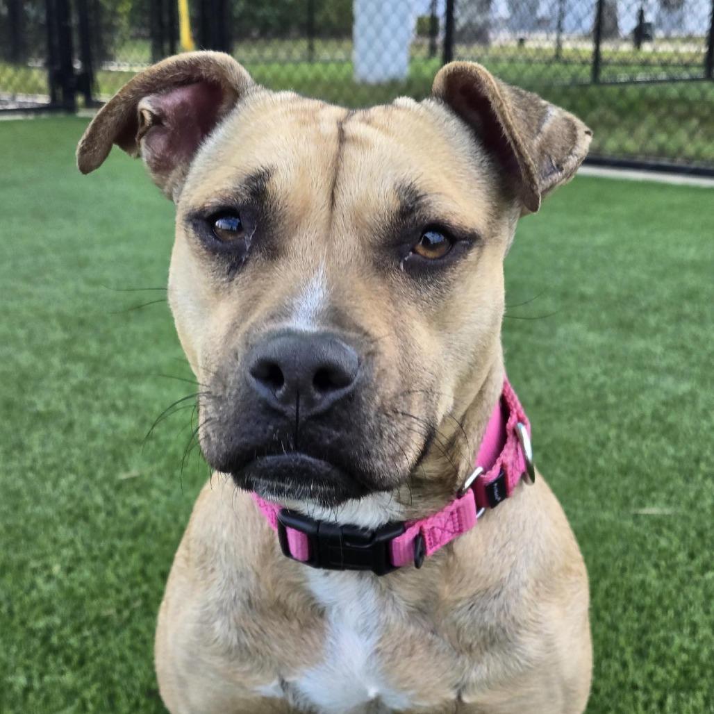 Enlarge Tweetie, a Adoptable Mixed Breed in Bradenton, FL image 1/2