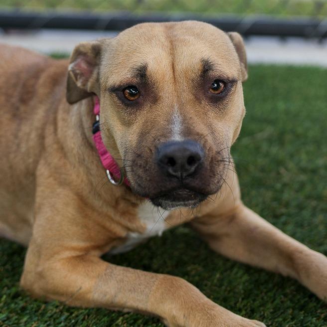Enlarge Tweetie, a Adoptable Mixed Breed in Bradenton, FL image 2/2
