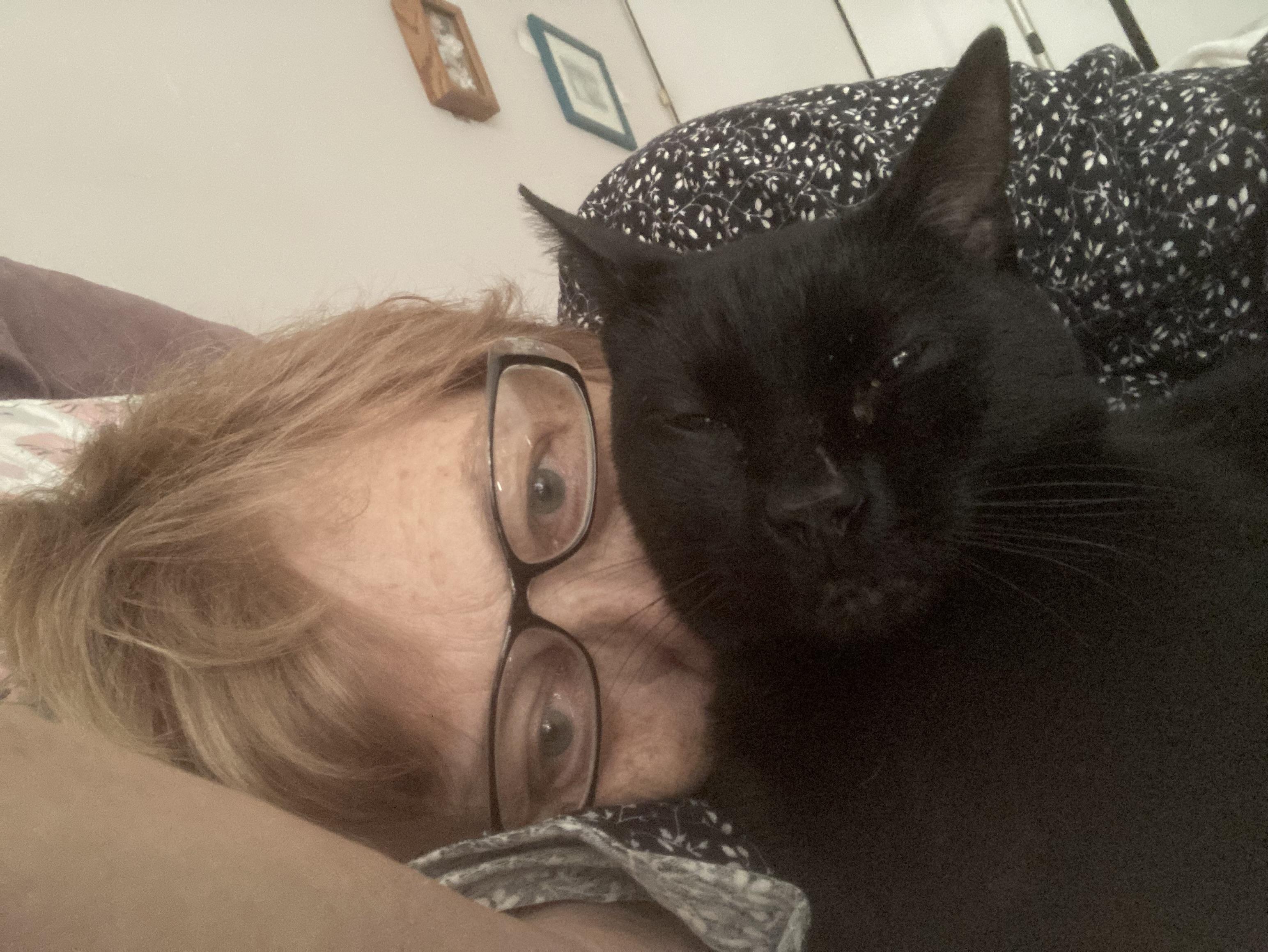 Cola, ADOPTABLE, Adult Male Bombay & Domestic Short Hair.