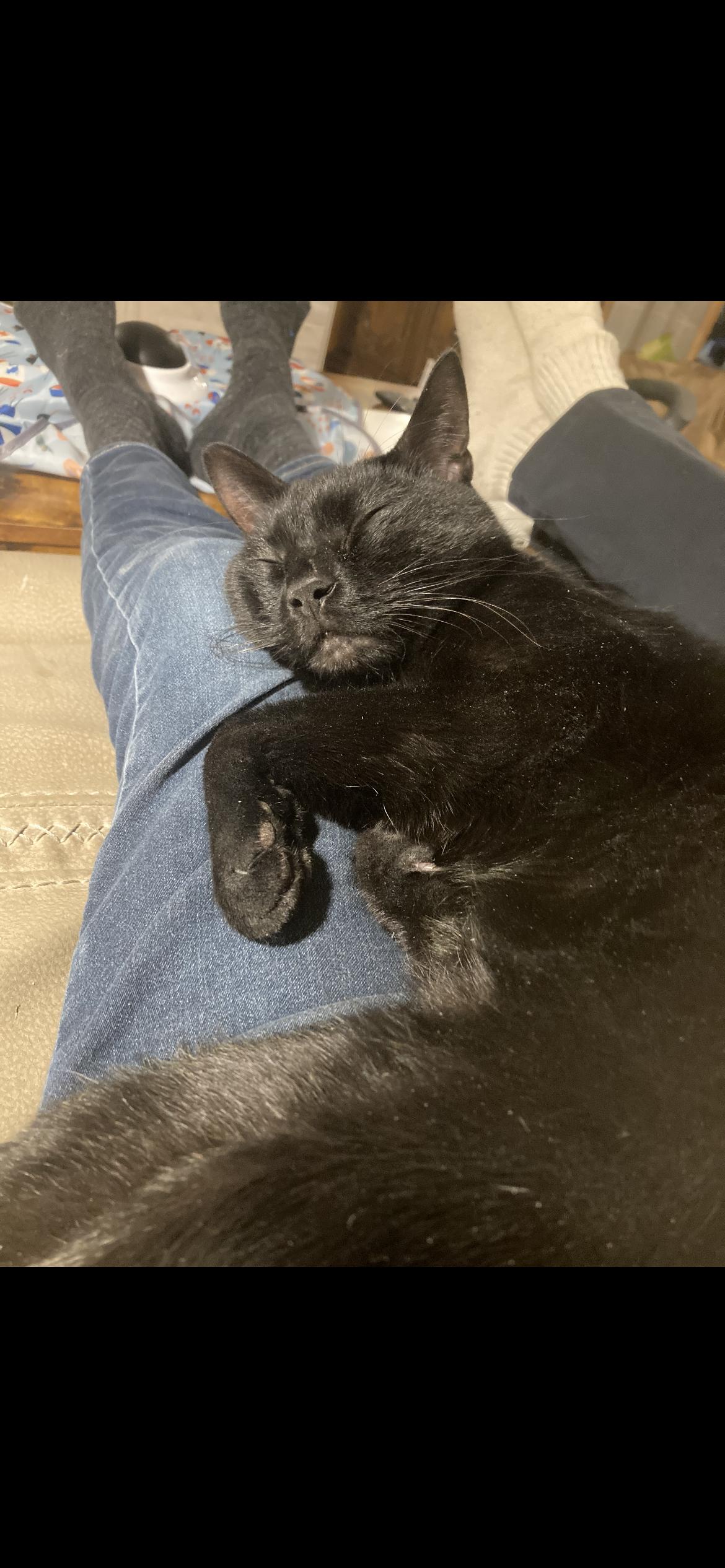 Enlarge Cola, a ADOPTABLE mixed breed in Cortlandt Manor, NY image 4/5