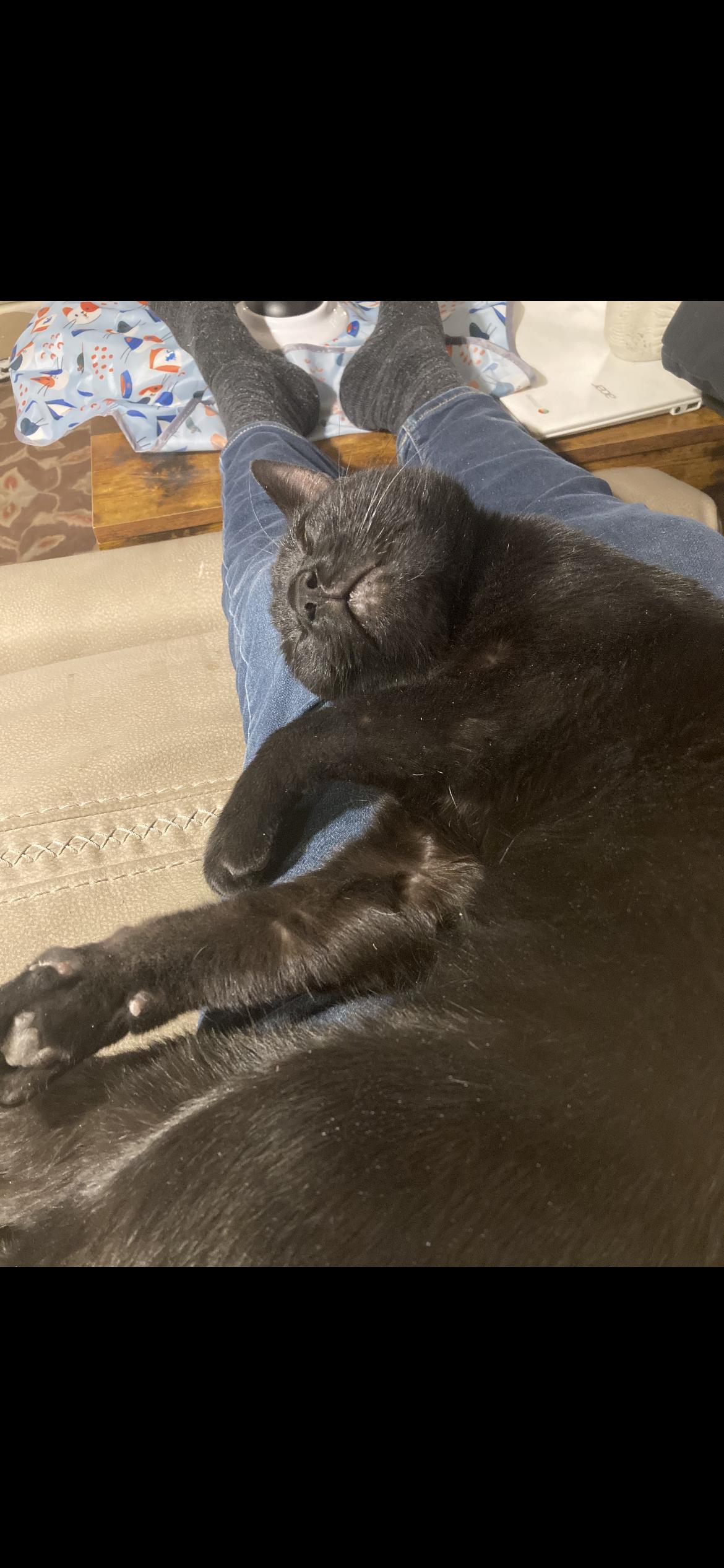 Enlarge Cola, a ADOPTABLE mixed breed in Cortlandt Manor, NY image 2/5