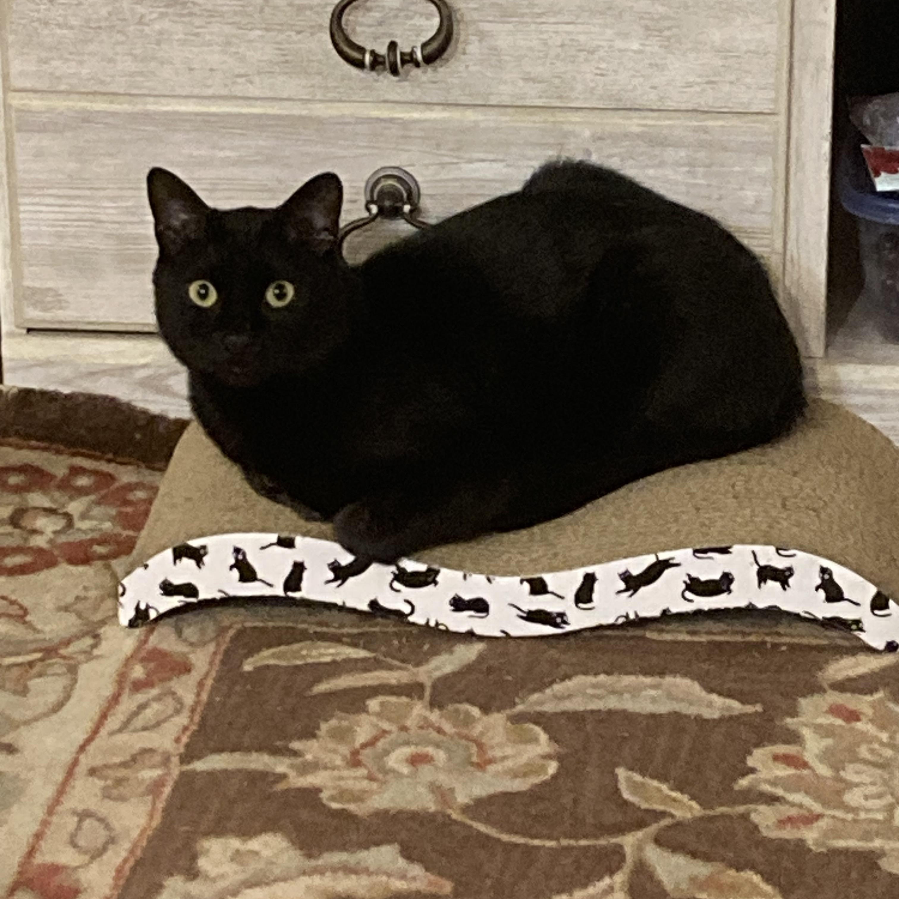 Enlarge Cola, a ADOPTABLE mixed breed in Cortlandt Manor, NY image 3/5