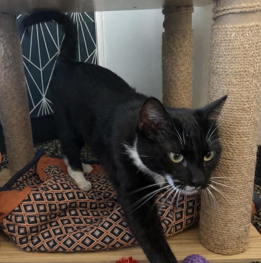 Enlarge Valentuna, a ADOPTABLE Domestic Short Hair in McKenzie, TN image 1/3