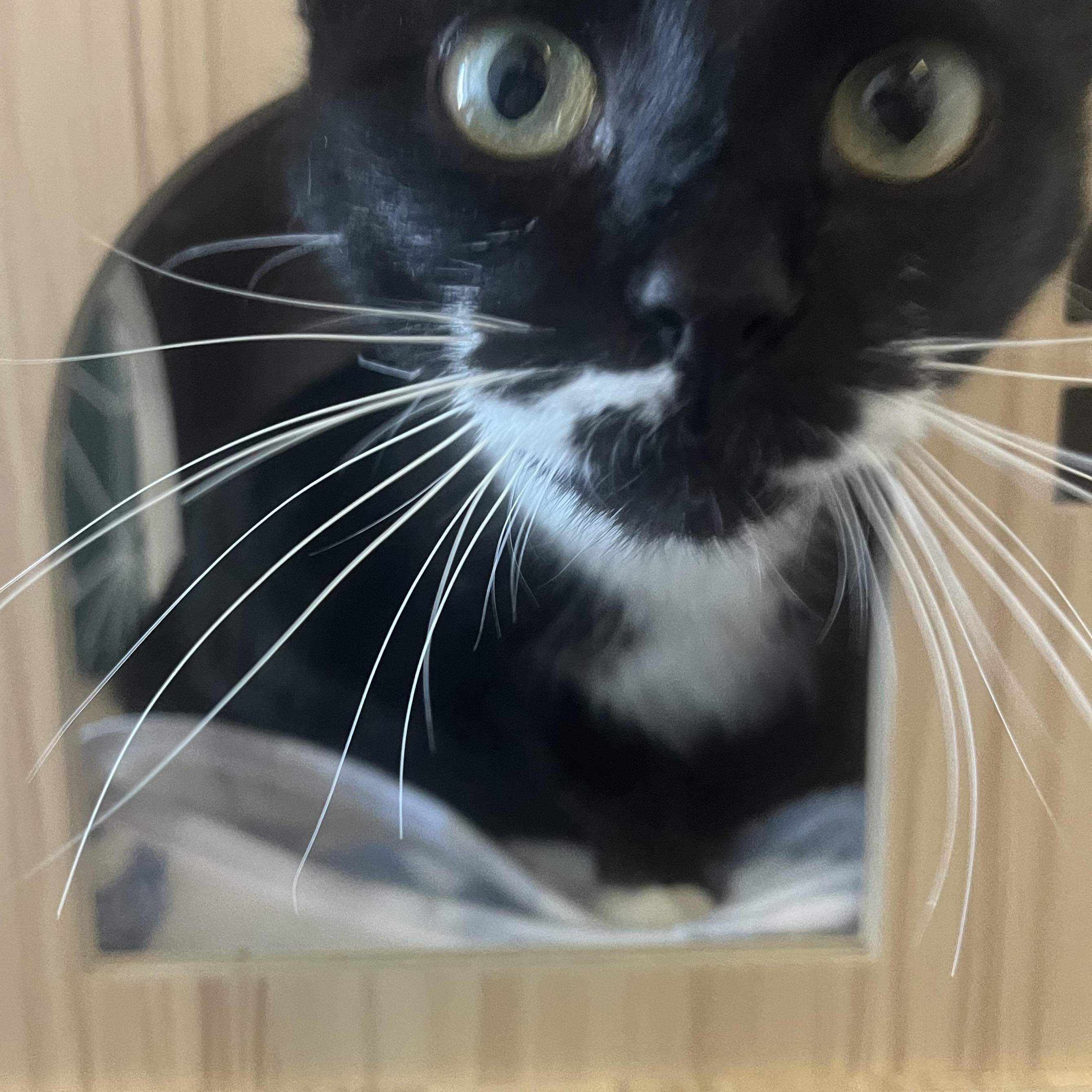 Enlarge Valentuna, a ADOPTABLE Domestic Short Hair in McKenzie, TN image 2/3