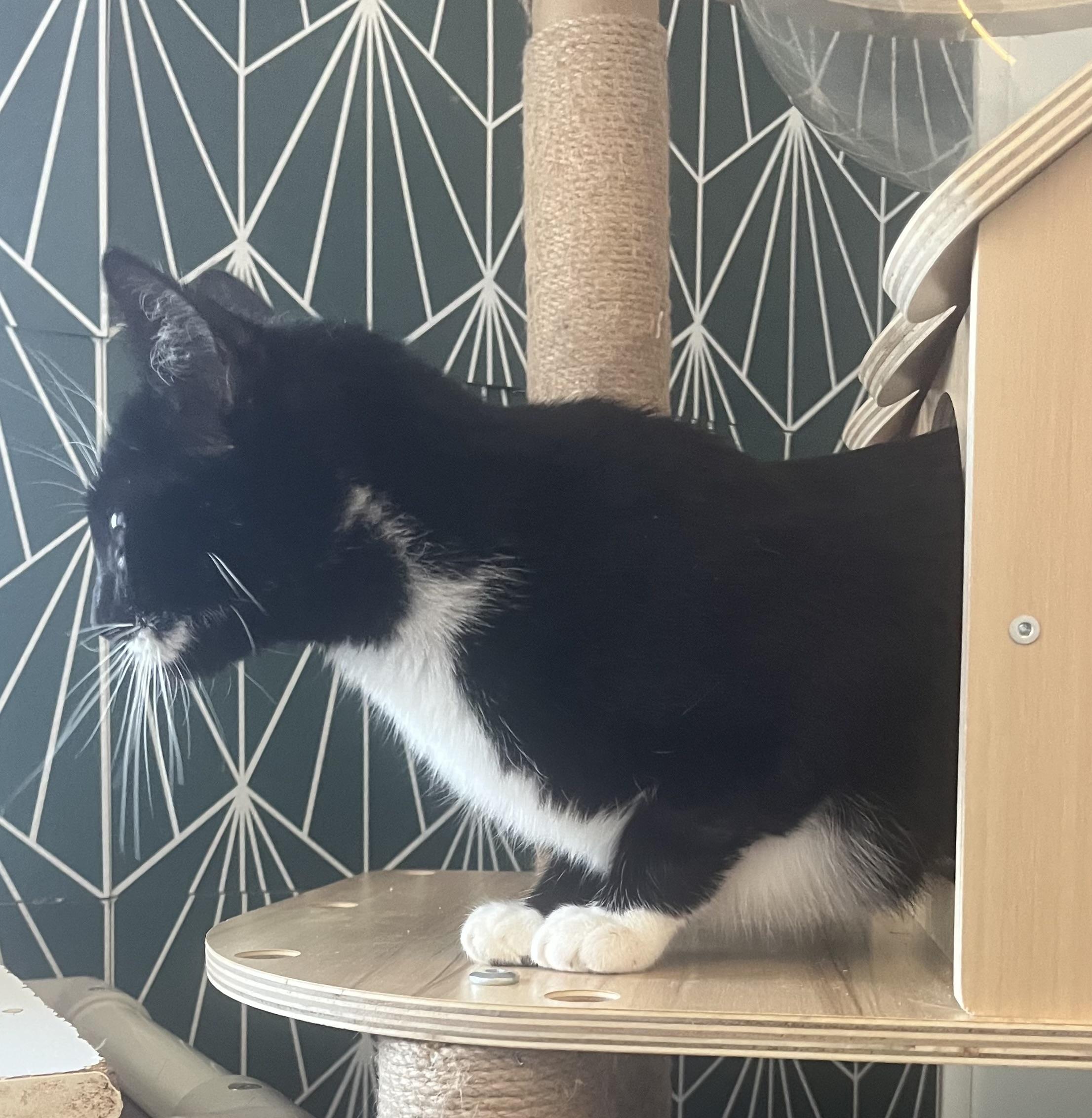 Enlarge Valentuna, a ADOPTABLE Domestic Short Hair in McKenzie, TN image 3/3