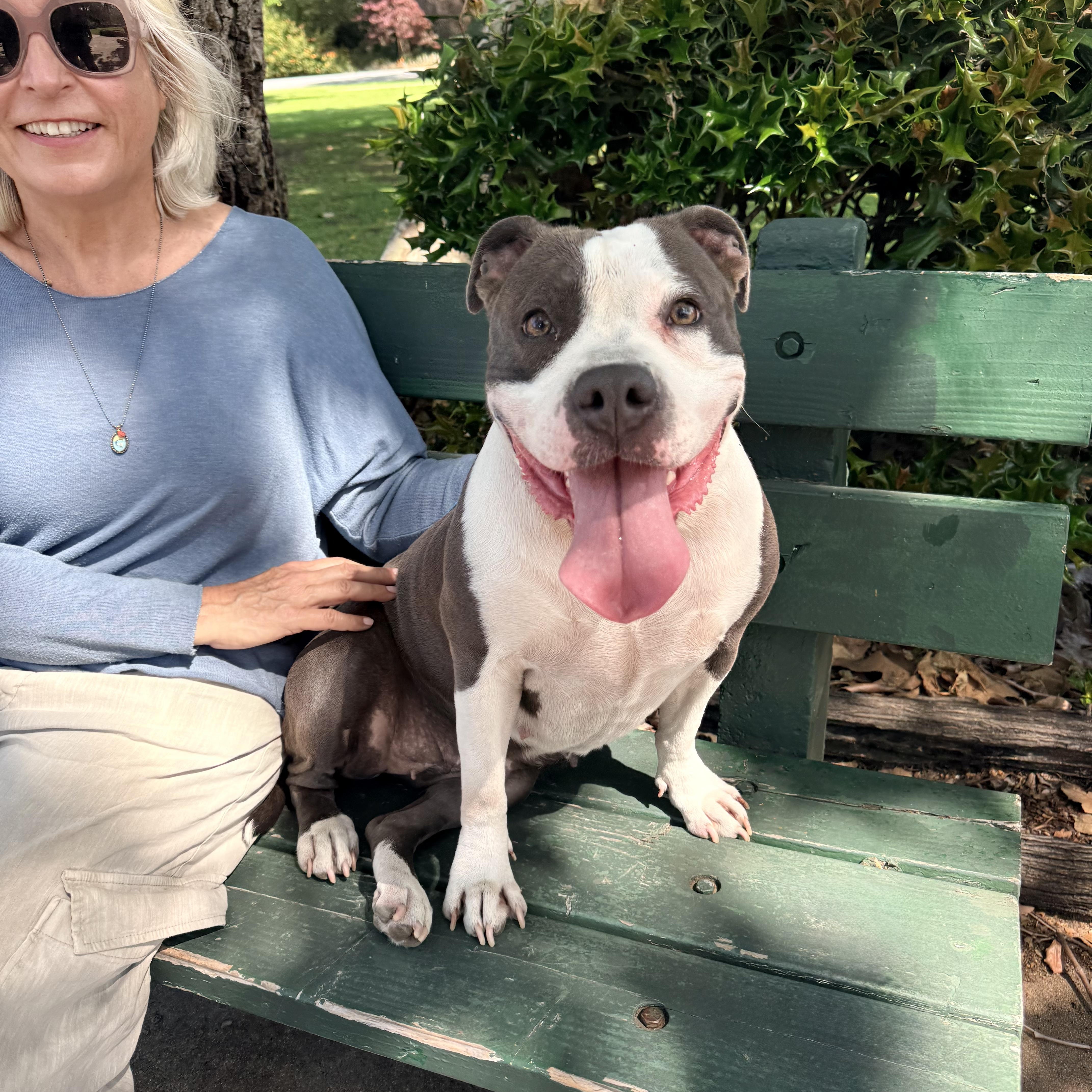 Lil Mama, Adoptable, Adult Female Pit Bull Terrier & American Bulldog.