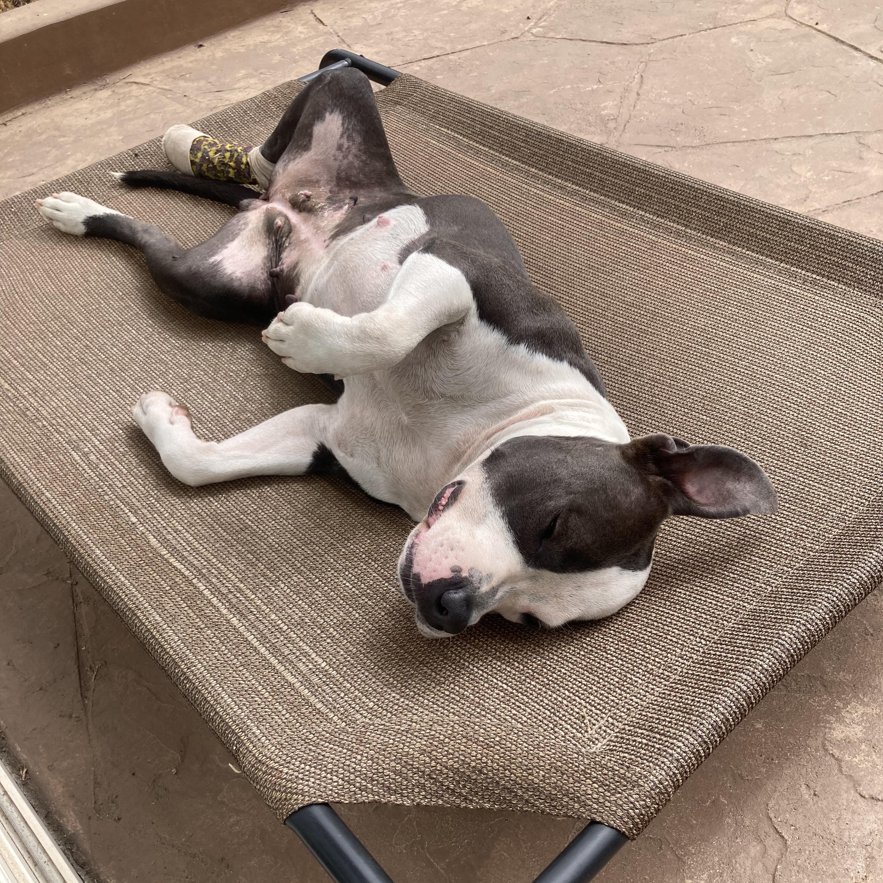 Enlarge Lil Mama, a Adoptable mixed breed in Redondo Beach , CA image 5/6